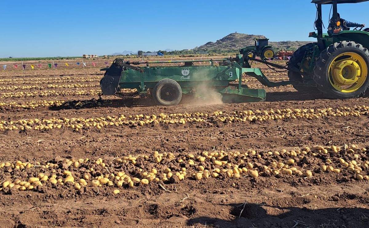 Siembra de papa en región sinaloense