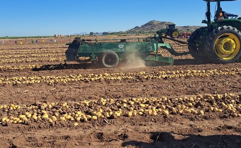 Siembra de papa en región sinaloense Siembra de papa en región sinaloense