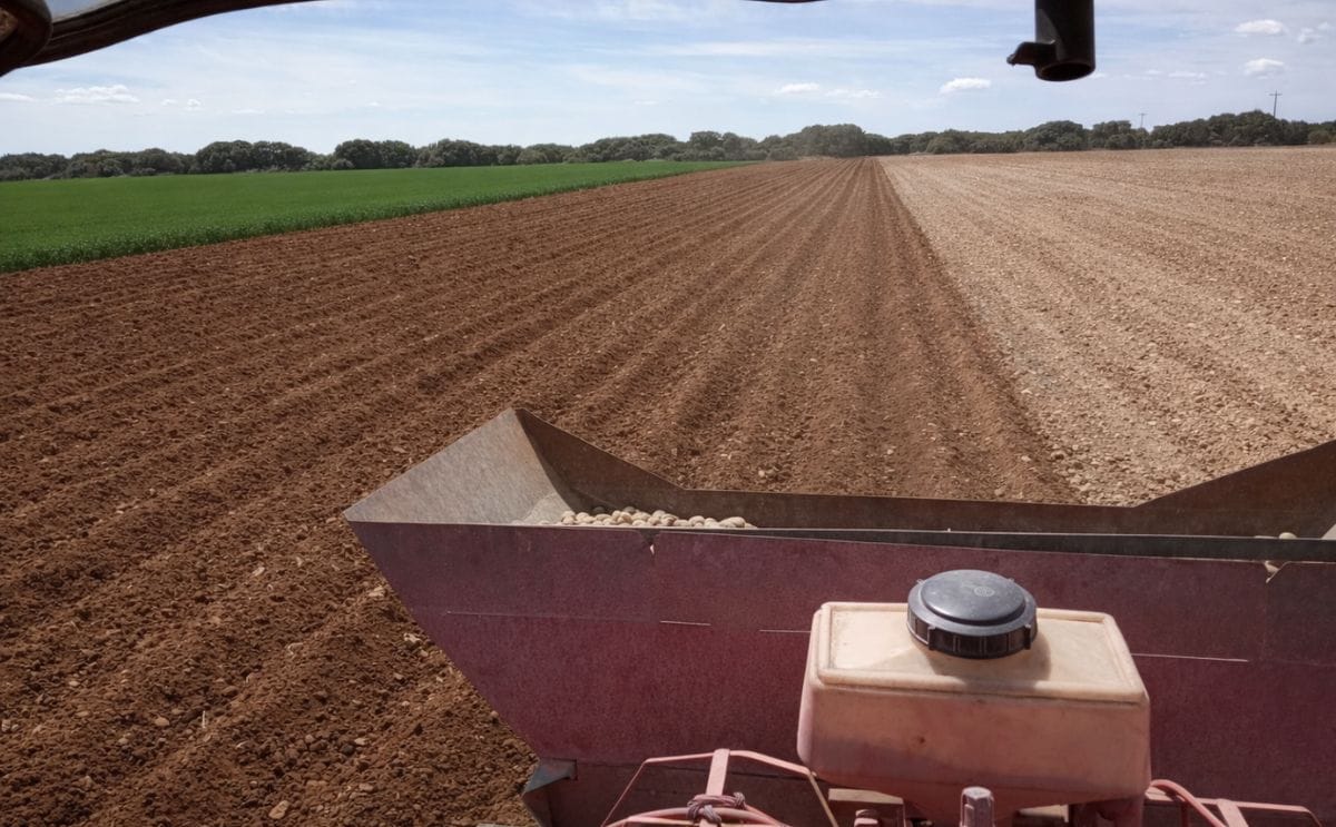 El mercado europeo de la patata enfrenta sobreoferta, importaciones y presión regulatoria. El mercado europeo de la patata enfrenta sobreoferta, importaciones y presión regulatoria.