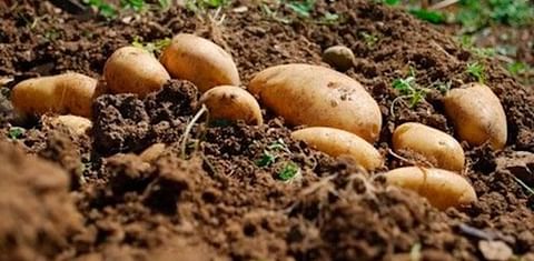 La NEPG considera que los contratos de patata para 2022/23 deberían aumentar al menos entre 3 y 4 EUR/100 kg.