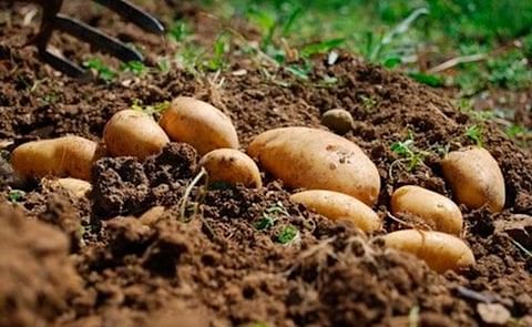 La NEPG considera que los contratos de patata para 2022/23 deberían aumentar al menos entre 3 y 4 EUR/100 kg. La NEPG considera que los contratos de patata para 2022/23 deberían aumentar al menos entre 3 y 4 EUR/100 kg.