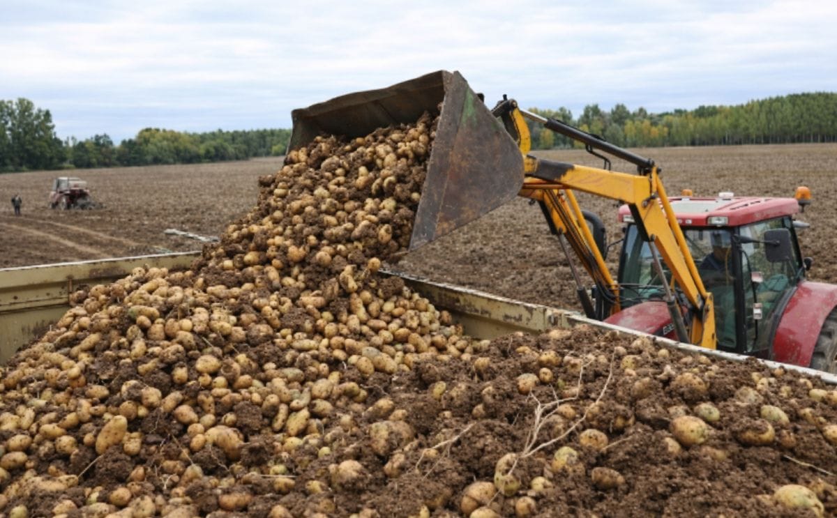 La siembra de patata se reactiva en Castilla y León marcada por la incertidumbre tras una campaña de bajos precios, altos costes y presión de las importaciones La siembra de patata se reactiva en Castilla y León marcada por la incertidumbre tras una campaña de bajos precios, altos costes y presión de las importaciones