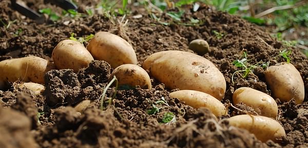 At this time, with the transition from potatoes for storage to new potatoes, the sector's prospects are optimal. (Courtesy: FreshPlaza)