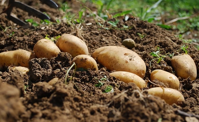 At this time, with the transition from potatoes for storage to new potatoes, the sector's prospects are optimal.
(Courtesy: FreshPlaza)