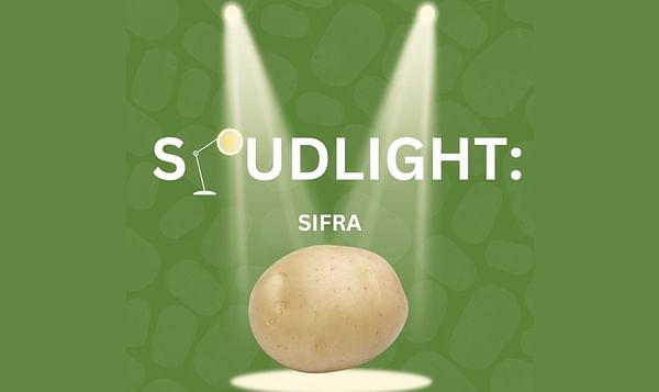 Potato Glory Introduces the New Potato Variety: Sifra