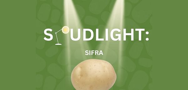 Potato Glory Introduces the New Potato Variety: Sifra