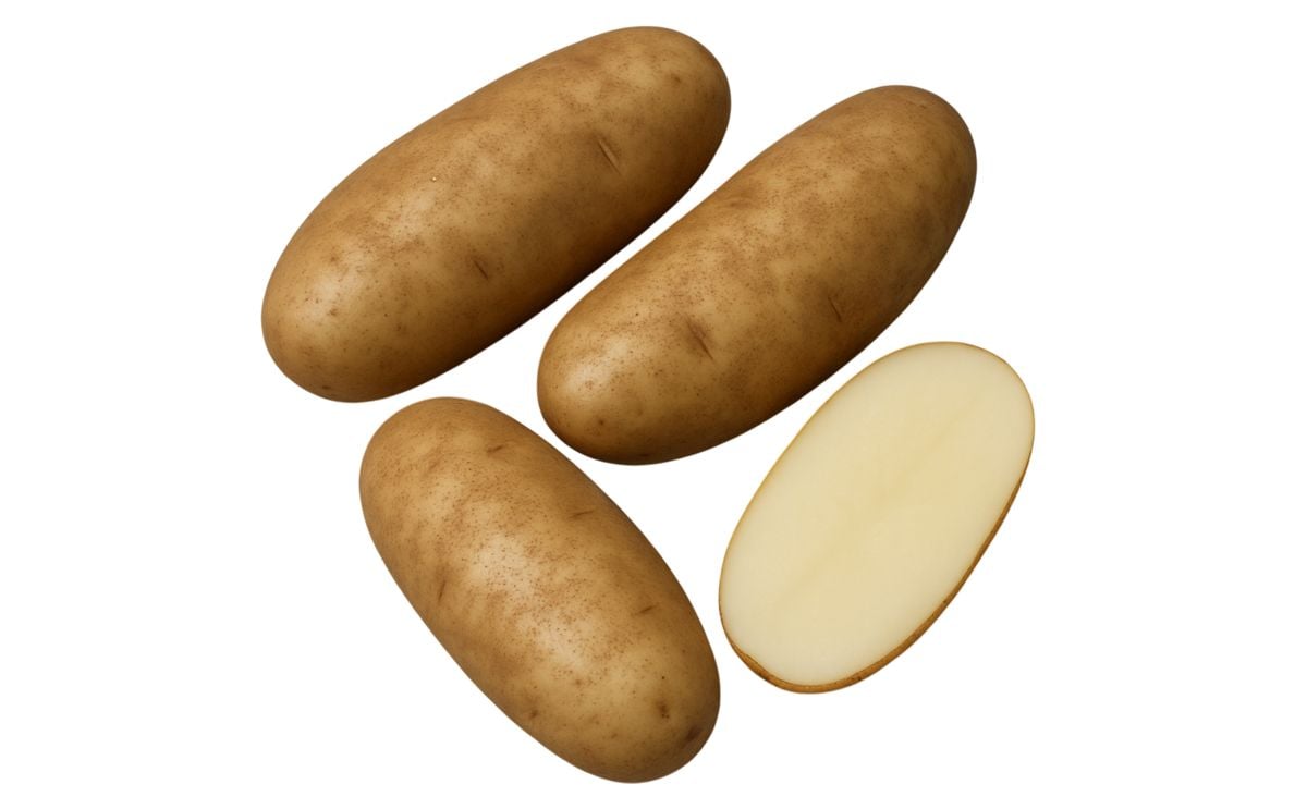 SILVERTON RUSSET