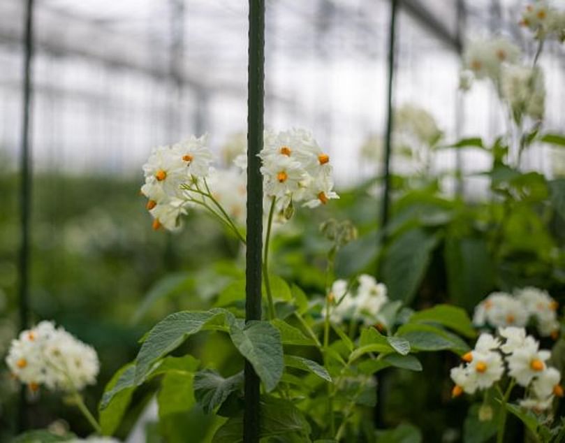 Genes play an active role in what makes a potato a potato
