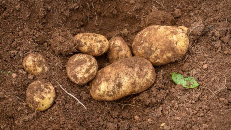 Many farmers are struggling to make ends meet, while American-owned Simplot foods plays hard ball over potato payouts. (Courtesy: Paul Scambler) Many farmers are struggling to make ends meet, while American-owned Simplot foods plays hard ball over potato payouts. (Courtesy: Paul Scambler)