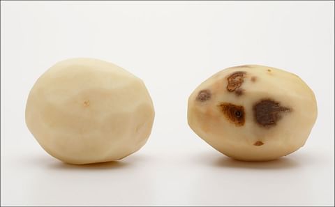 Peeled Innate® Gen 2 Hibernate (Atlantic) potato, left, next to a conventional Snowden potato (Courtesy: J.R. Simplot Company)