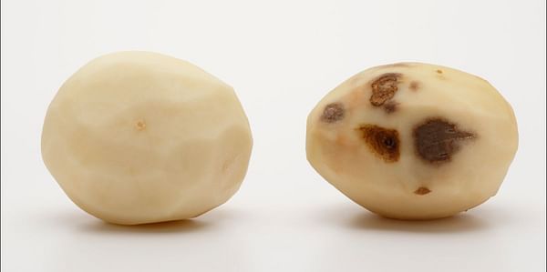 Innate® Second Generation Potato Receives Approval in Canada 