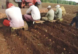 Argentina proveerá material genético de papas a Cuba