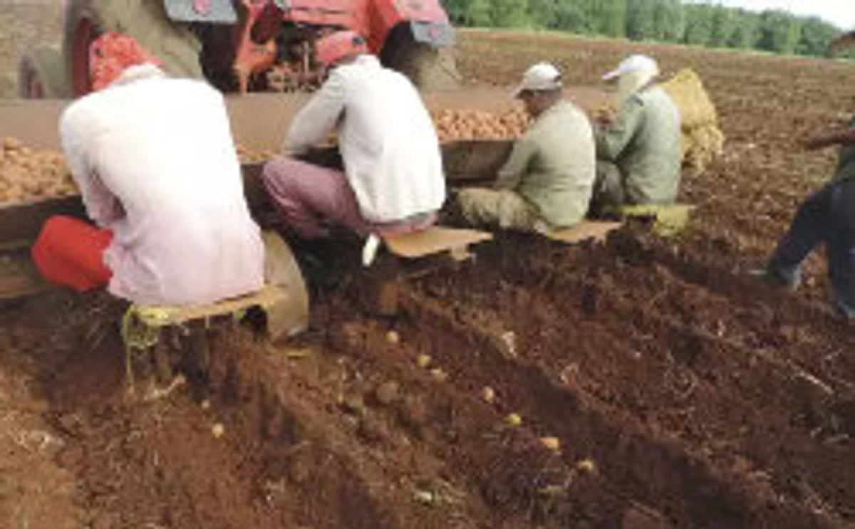 Argentina proveerá material genético de papas a Cuba Argentina proveerá material genético de papas a Cuba