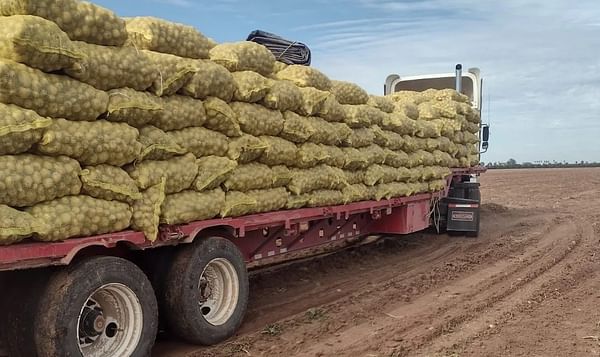 México: Sinaloa embarca 305.000 toneladas de papa en el mercado interno tras concluir la cosecha hace un mes.
