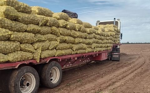 México: Sinaloa embarca 305.000 toneladas de papa en el mercado interno tras concluir la cosecha hace un mes. México: Sinaloa embarca 305.000 toneladas de papa en el mercado interno tras concluir la cosecha hace un mes.