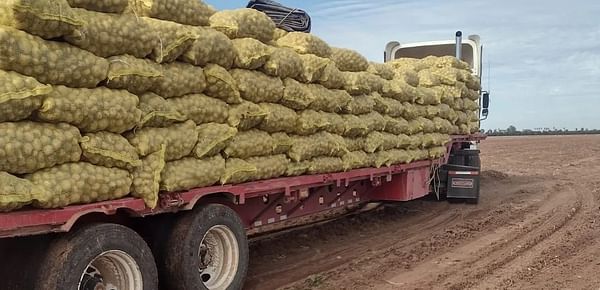 México: Sinaloa embarca 305.000 toneladas de papa en el mercado interno tras concluir la cosecha hace un mes.