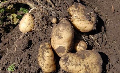 Sinaloa sembrará 13 mil hectáreas de papa. Sinaloa sembrará 13 mil hectáreas de papa.