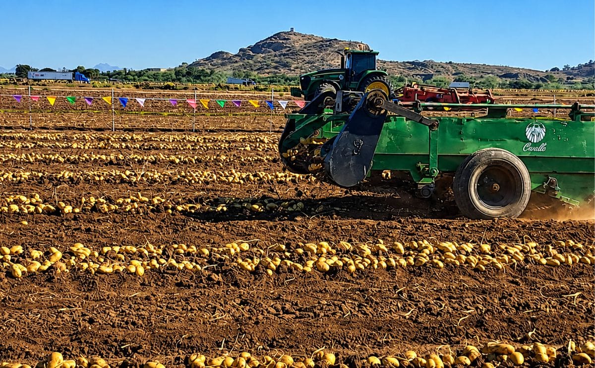 Los bajos rendimientos de papa en el norte de Sinaloa afectaron el cumplimiento de contratos con la industria de botanas durante la campaña 2025.