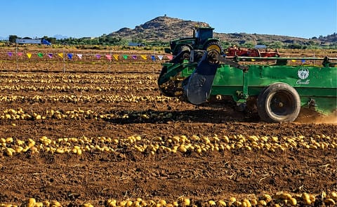Los bajos rendimientos de papa en el norte de Sinaloa afectaron el cumplimiento de contratos con la industria de botanas durante la campaña 2025. Los bajos rendimientos de papa en el norte de Sinaloa afectaron el cumplimiento de contratos con la industria de botanas durante la campaña 2025.