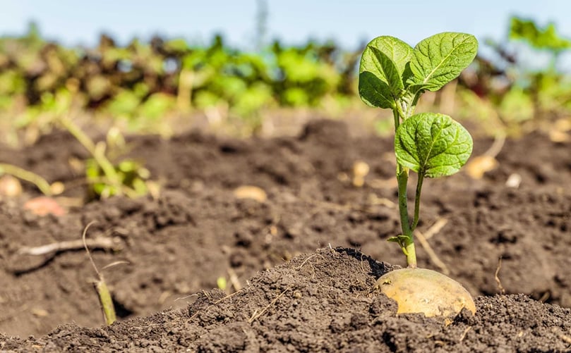 Healthy Soil, Healthy Potatoes: The Start of Sustainable Cultivation Healthy Soil, Healthy Potatoes: The Start of Sustainable Cultivation