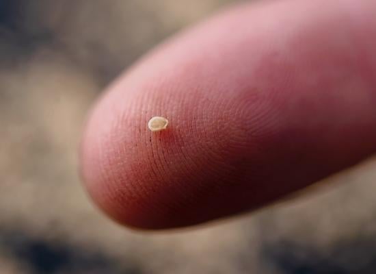 A single potato seed (Courtesy: Solynta) A single potato seed (Courtesy: Solynta)