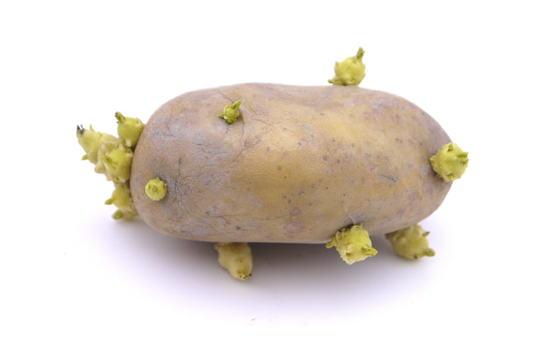 Seed Potatoes Used as Planting Material in Potato Production Seed Potatoes Used as Planting Material in Potato Production