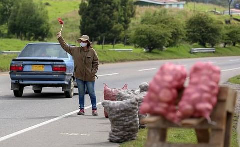 Los productores del tubérculo en Boyacá aseguran que la actual crisis es peor por la que atravesaron en el 2020. Los productores del tubérculo en Boyacá aseguran que la actual crisis es peor por la que atravesaron en el 2020.