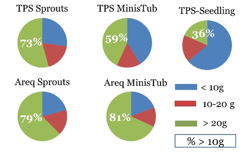 Size distribution of tubers based on 2023 results.