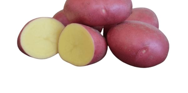 SK Agri Exports, Memphis potato variety