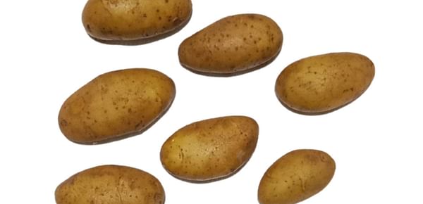 SK Agri Exports, Santana potato variety