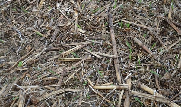 Beautiful or ugly? To a no-tiller, soybean stubble with cover crops peeking through in late fall is a beautiful sight. To those who no-till, chiseling or plowing is "farming ugly."