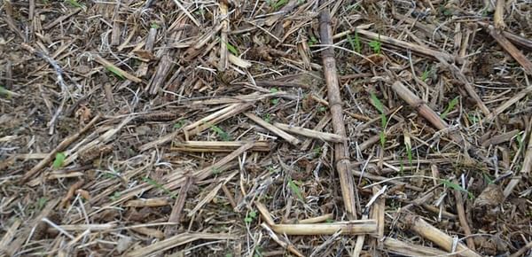 Beautiful or ugly? To a no-tiller, soybean stubble with cover crops peeking through in late fall is a beautiful sight. To those who no-till, chiseling or plowing is "farming ugly."