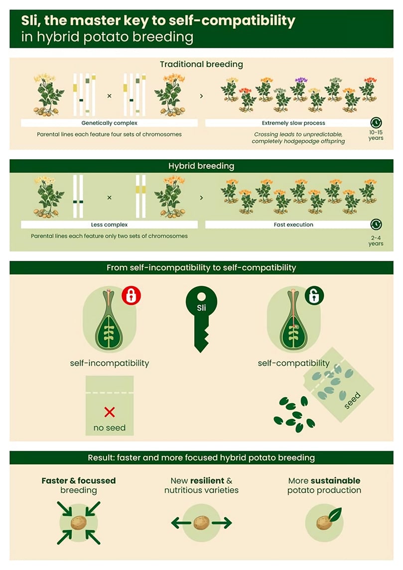 Sli, the master key to self-compatibility in hybrid potato breeding Sli, the master key to self-compatibility in hybrid potato breeding