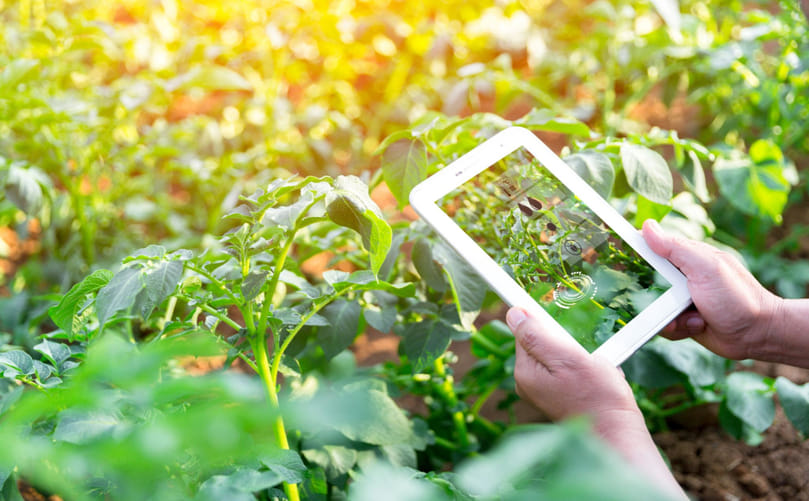 Sensor based irrigation control in potatoes