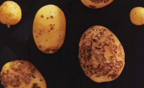 Smart soil bugs offer farmers an ecofriendly route to controlling crop diseases Smart soil bugs offer farmers an ecofriendly route to controlling crop diseases