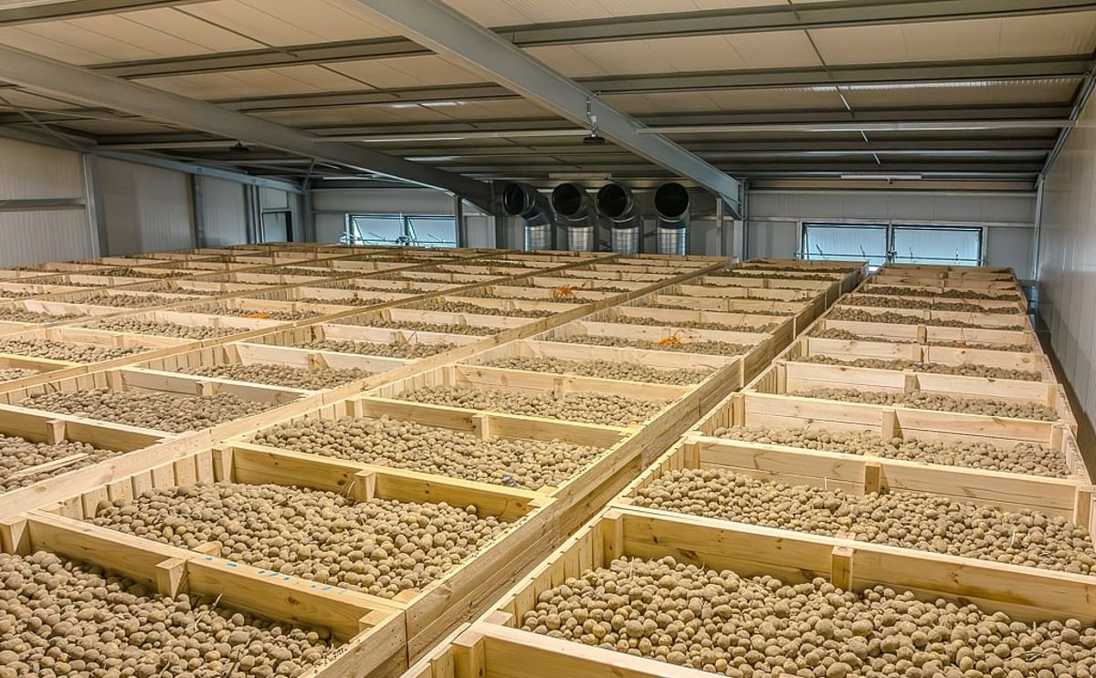 Modern potato storage facility by Tolsma Grisnich featuring wooden crates filled with table potatoes under smart ventilation for energy-efficient and quality-focused storage in 2025. Modern potato storage facility by Tolsma Grisnich featuring wooden crates filled with table potatoes under smart ventilation for energy-efficient and quality-focused storage in 2025.