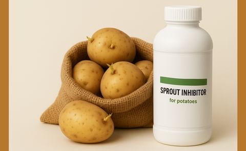 SmartBlock, a new sprout inhibitor for potatoes announced by Amvac Chemical Corporation SmartBlock, a new sprout inhibitor for potatoes announced by Amvac Chemical Corporation