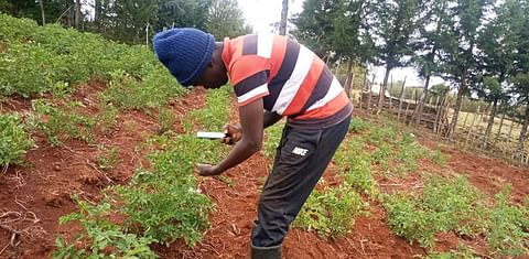 Smartphone app Nuru helps farmers control potato and sweet potato diseases