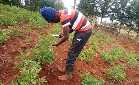 Farmer Brian Chemase uses the Nuru app in his potato field. Courtesy: M. Korir/PlantVillage Farmer Brian Chemase uses the Nuru app in his potato field. Courtesy: M. Korir/PlantVillage