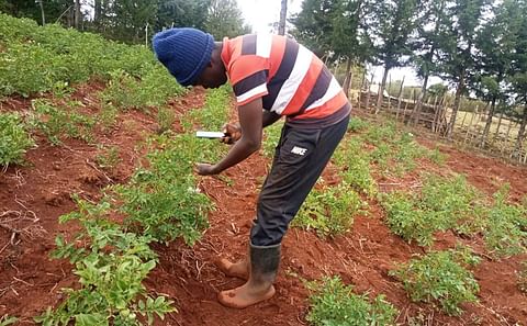 Farmer Brian Chemase uses the Nuru app in his potato field. Courtesy: M. Korir/PlantVillage