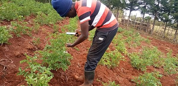 Smartphone app Nuru helps farmers control potato and sweet potato diseases