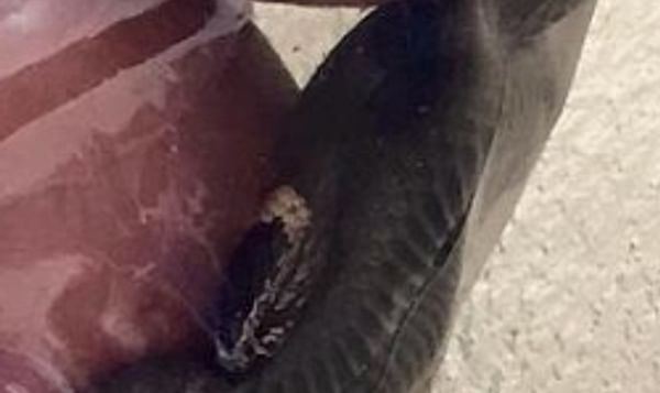 Australian Woolworths Shopper finds snake in sealed bag of potatoes
