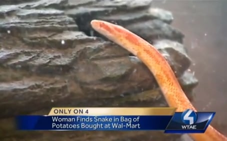 Woman says she found snake in bag of potatoes bought from Walmart Woman says she found snake in bag of potatoes bought from Walmart