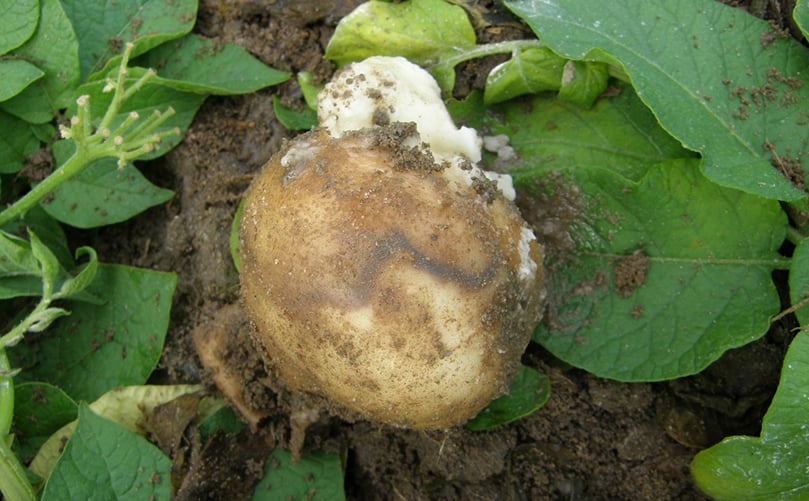 Dickeya dianthicola is a serious bacterium that can cause tuber soft rot (shown) and blackleg in potatoes (Courtesy: Government of Western Australia)
