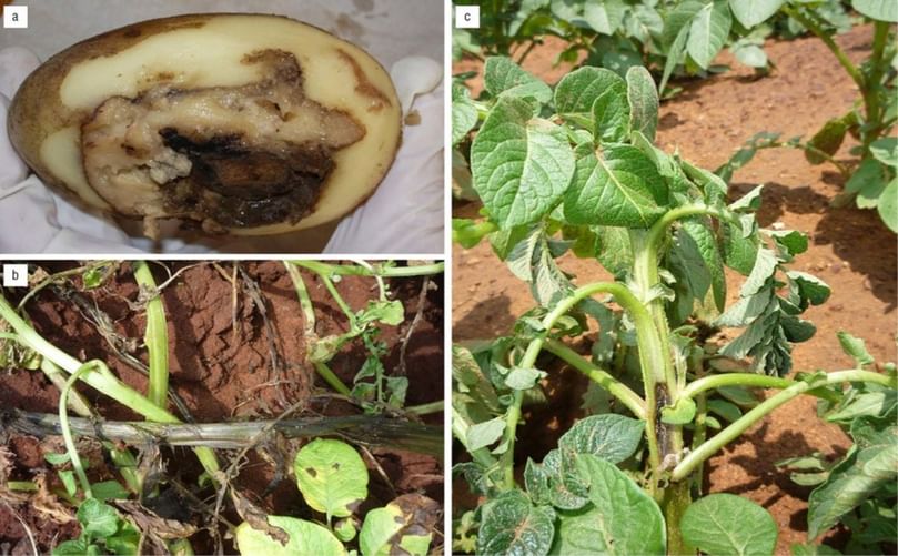 Blackleg-Affected Potato Plant in Field