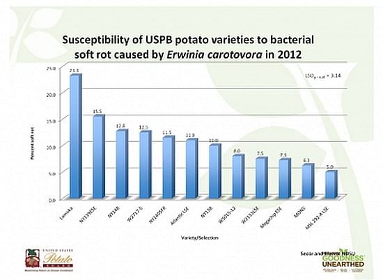 Susceptibility of USPB potato varieties to bacterial soft rot caused by Erwinia carotovora in 2012
