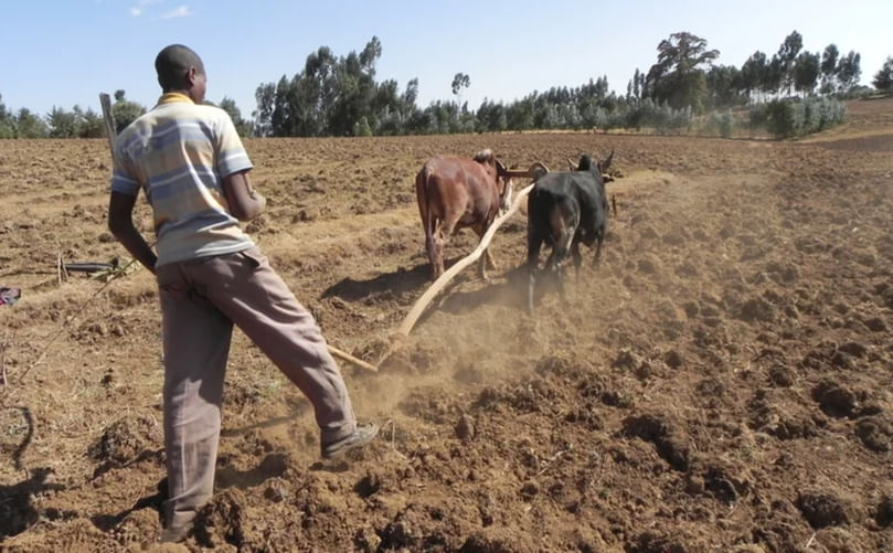 Traditional ox-drawn tillage for soil preparation in potato farming