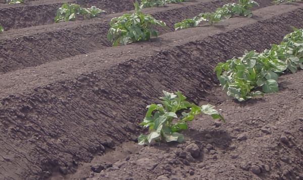 Soil health key to breaking potato yield plateau in UK