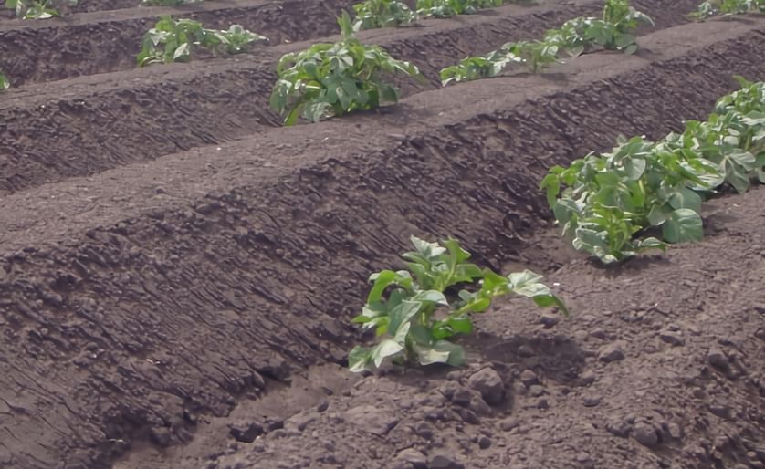 Soil health key to breaking potato yield plateau in UK