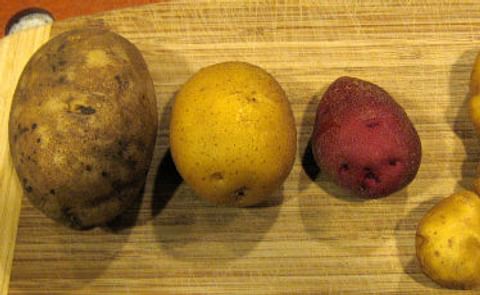 Proyecto para mejorar la capacidad de resistencia de la agricultura al cambio climático con la ayuda de genes silvestres Proyecto para mejorar la capacidad de resistencia de la agricultura al cambio climático con la ayuda de genes silvestres